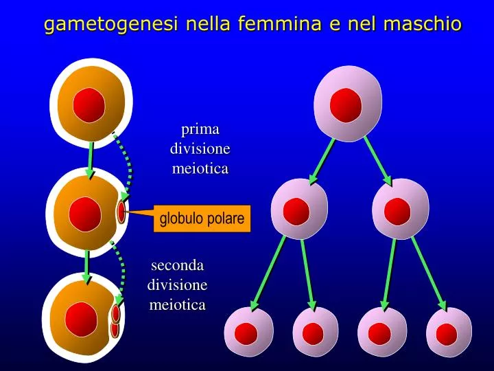 gametogenesi nella femmina e nel maschio