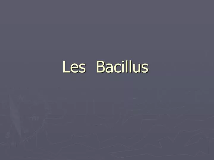 les bacillus