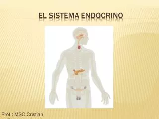 el sistema endocrino