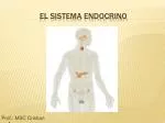 El Sistema Endocrino - slide 1