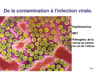 De la contamination à l'infection virale.