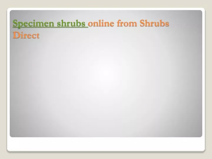 specimen shrubs online from shrubs direct