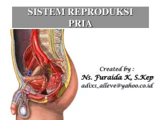 sistem reproduksi pria