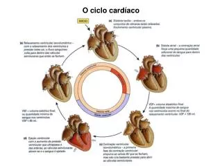 O ciclo cardíaco