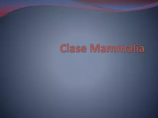 clase mammalia