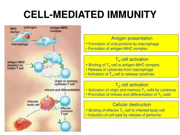 humoral vs cell mediated immunity