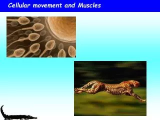 Cellular movement and Muscles