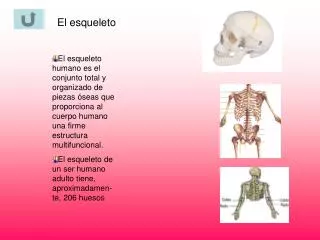 El esqueleto