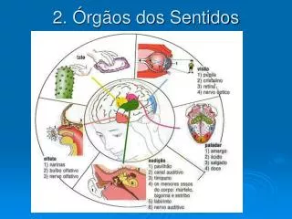 2 rg os dos sentidos