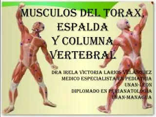 MUSCULOS DEL TORAX, ESPALDA Y COLUMNA VERTEBRAL