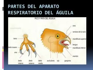 Partes del Aparato Respiratorio del águila