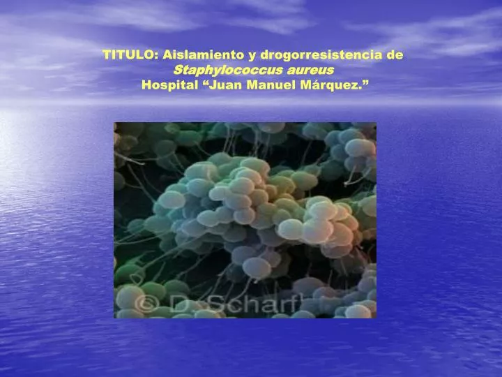 titulo aislamiento y drogorresistencia de staphylococcus aureus hospital juan manuel m rquez