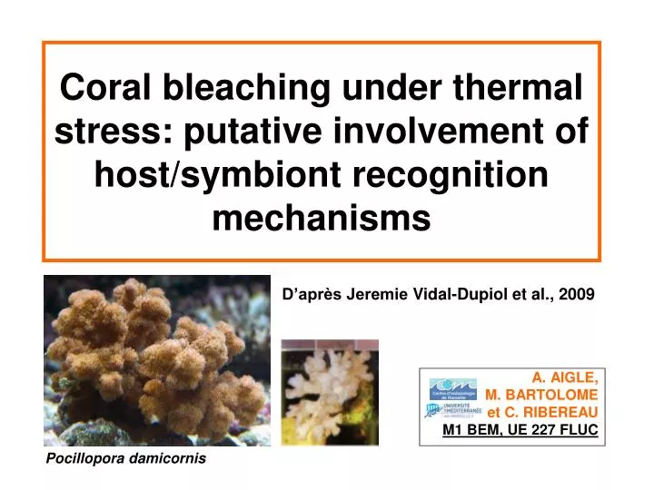 coral bleaching under thermal stress putative involvement of host symbiont recognition mechanisms