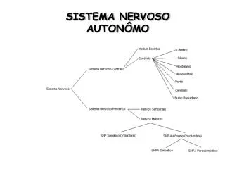 sistema nervoso auton mo