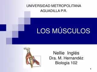 los m sculos