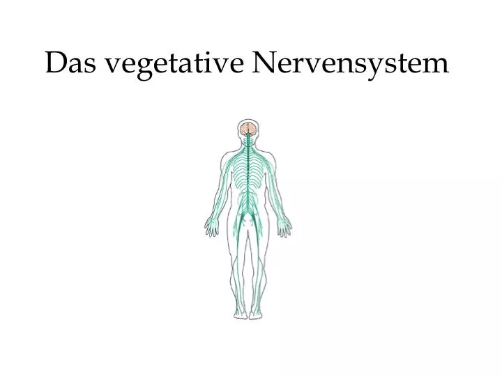 das vegetative nervensystem