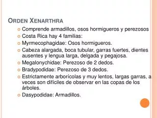 Orden Xenarthra