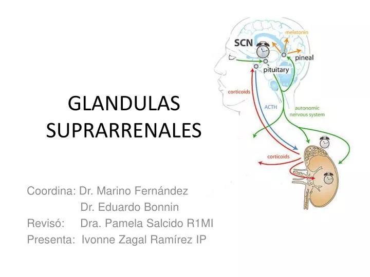 glandulas suprarrenales
