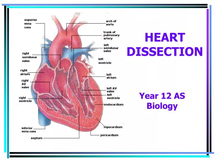 heart dissection