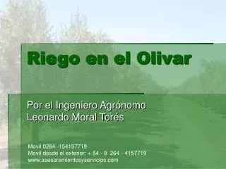 riego en el olivar