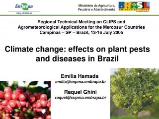 Climate change: effects on plant pests and diseases in Brazil