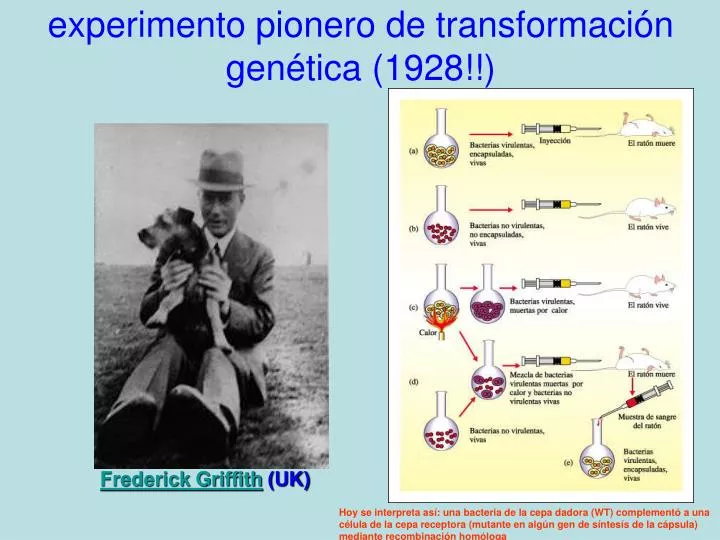experimento pionero de transformaci n gen tica 1928