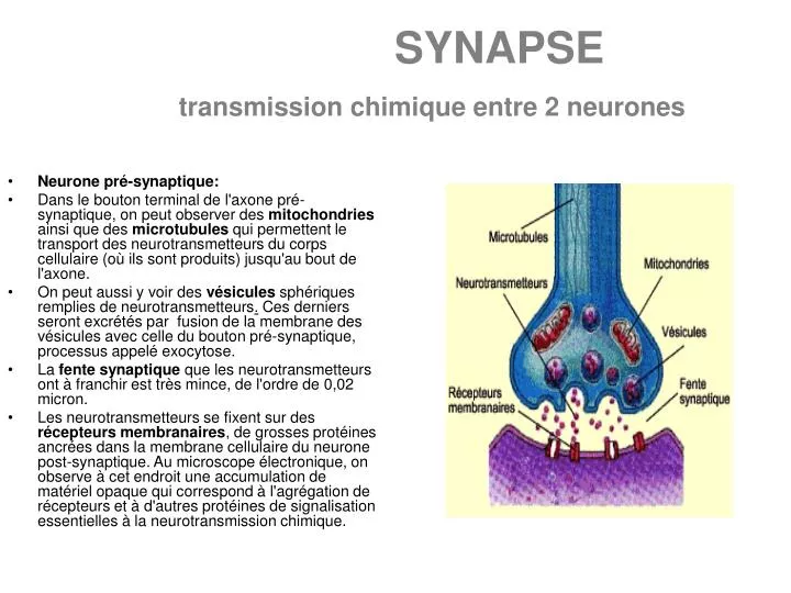 synapse transmission chimique entre 2 neurones