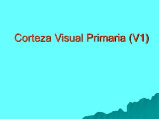 corteza visual primaria v1
