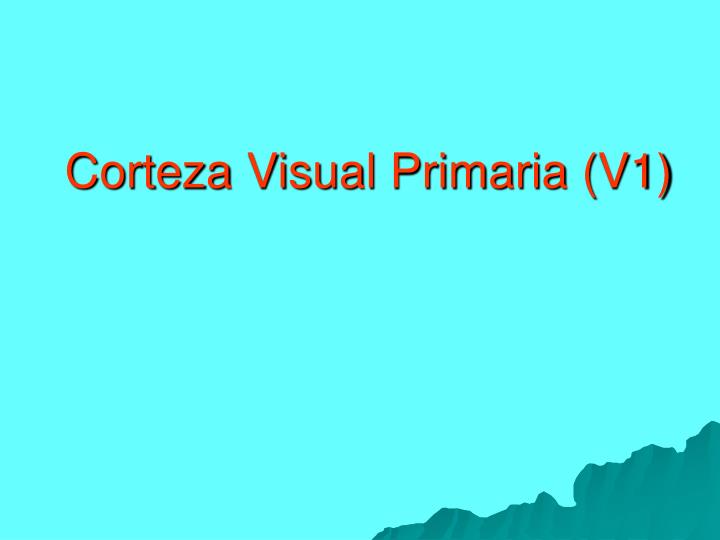 corteza visual primaria v1