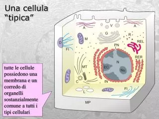 una cellula tipica
