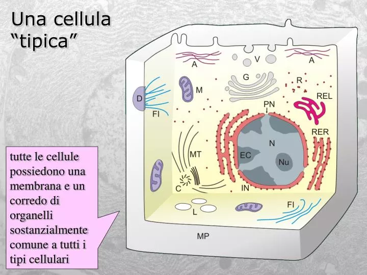 una cellula tipica