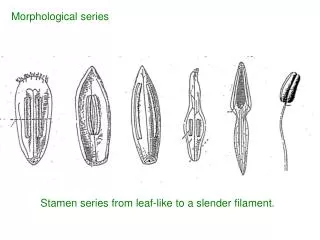 Stamen series from leaf-like to a slender filament.