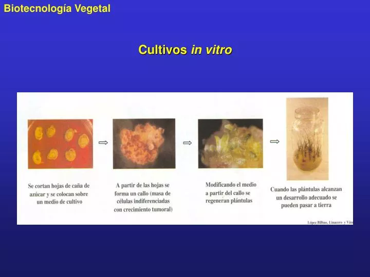 cultivos in vitro
