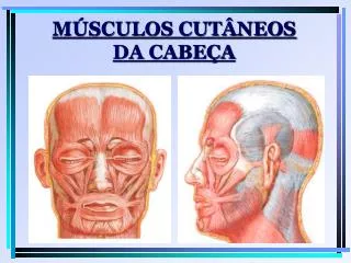 m sculos cut neos da cabe a