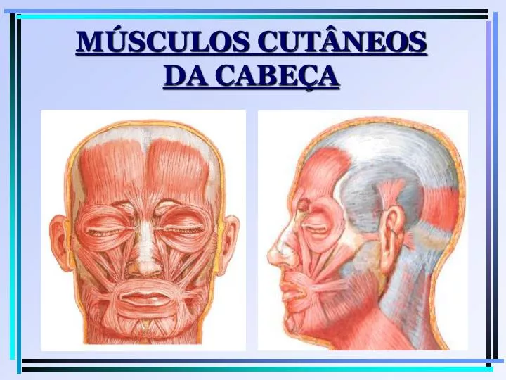 m sculos cut neos da cabe a