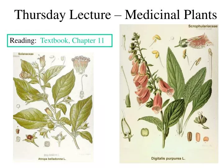 thursday lecture medicinal plants