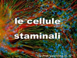 le cellule staminali