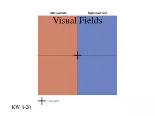 Visual Fields