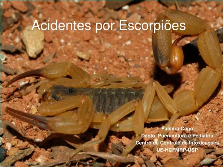 acidentes por escorpi es