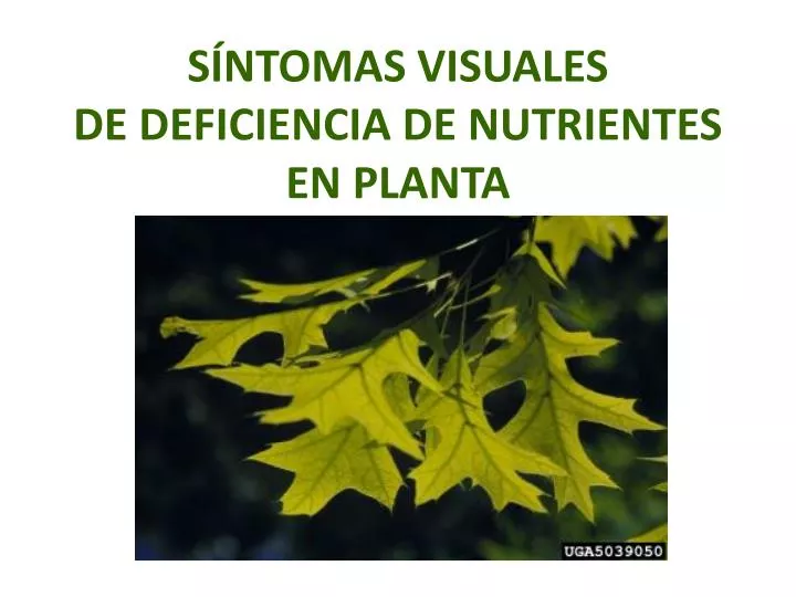 s ntomas visuales de deficiencia de nutrientes en planta