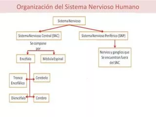 Organización del Sistema Nervioso Humano