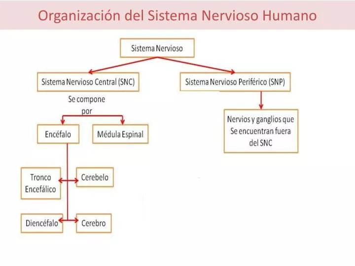 organizaci n del sistema nervioso humano