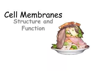 cell membranes