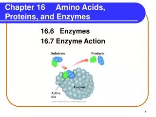 Chapter 16 Amino Acids, Proteins, and Enzymes