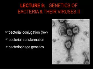 LECTURE 9: GENETICS OF BACTERIA &amp; THEIR VIRUSES II
