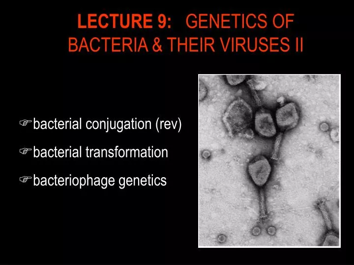 lecture 9 genetics of bacteria their viruses ii