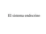El sistema endocrino - slide 1