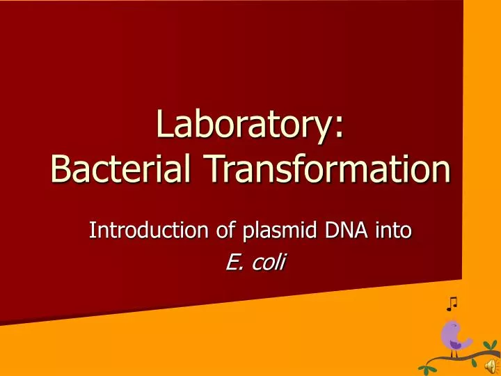 laboratory bacterial transformation
