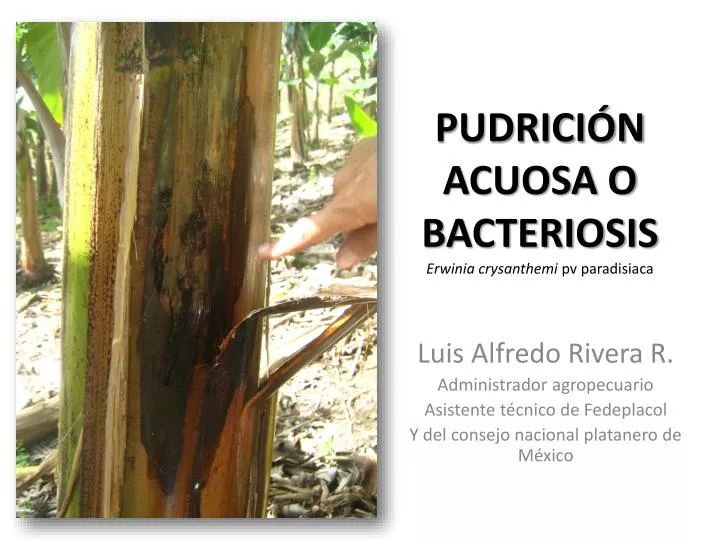 pudrici n acuosa o bacteriosis erwinia crysanthemi pv paradisiaca