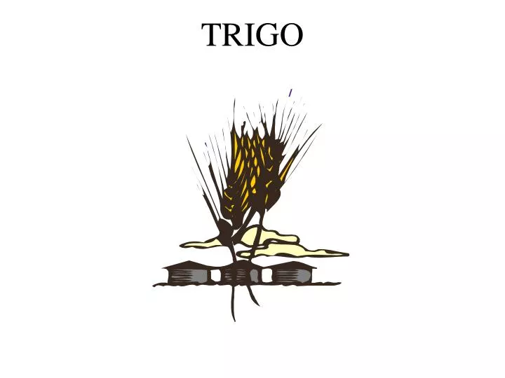 trigo
